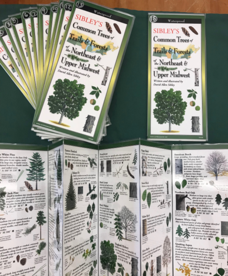 Tree Identification Guides Vermont Institute of Natural Science