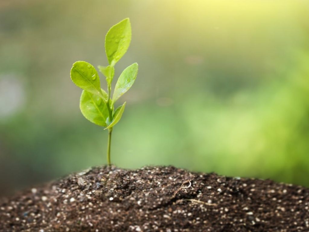 Video Investigation Why do Seeds Grow? Vermont Institute of Natural