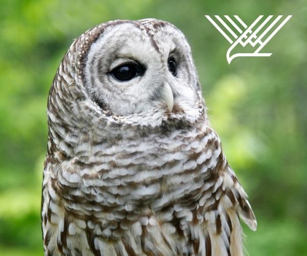 Troy-600x500-2020-Adopt