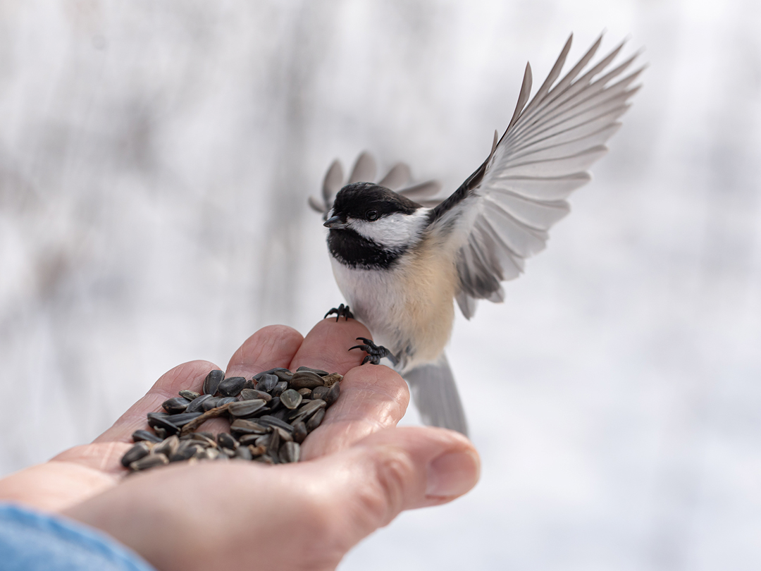 Chickadee