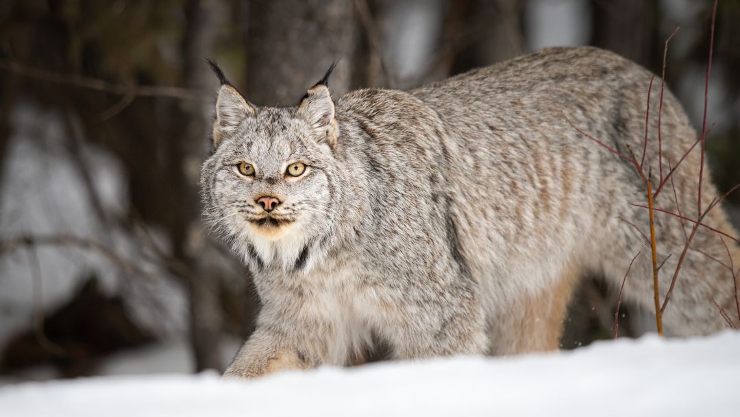 CanadaLynx-1080x608 CanadaLynx-1080x608