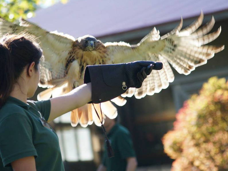 Raptor Program