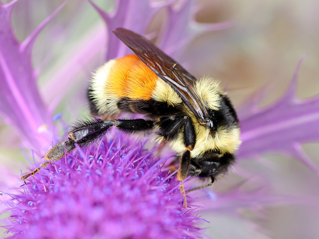 Tracking Pollinators: Conservation at Home