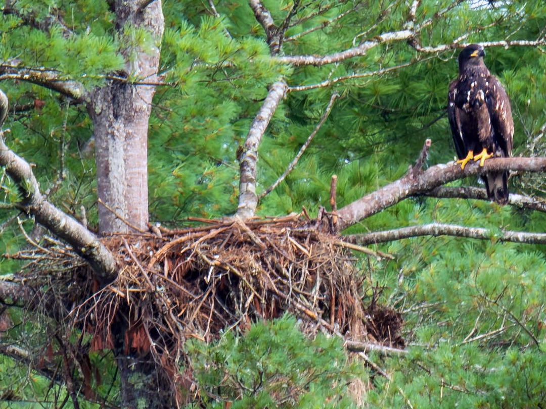 Bald Eagle-David Pelliter-1080x810 Bald Eagle