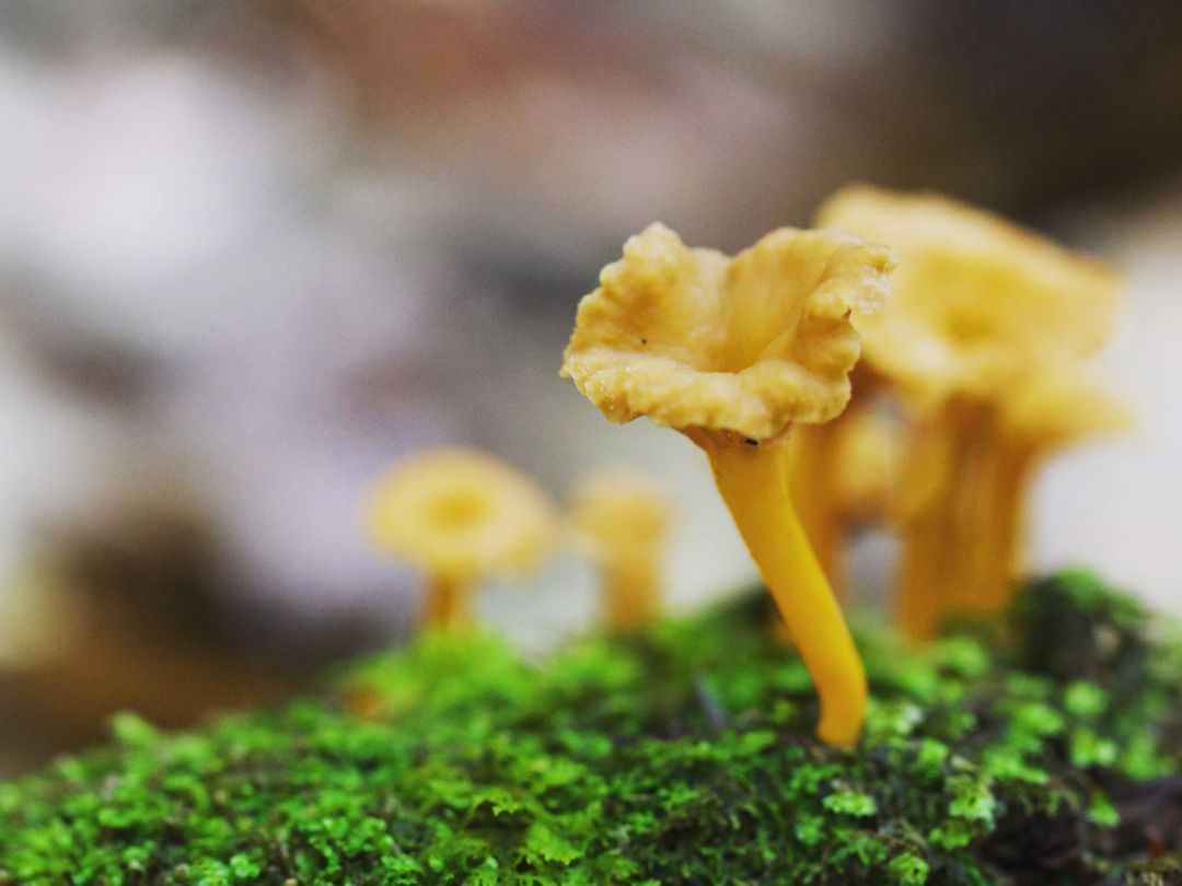 Mushroom-2025