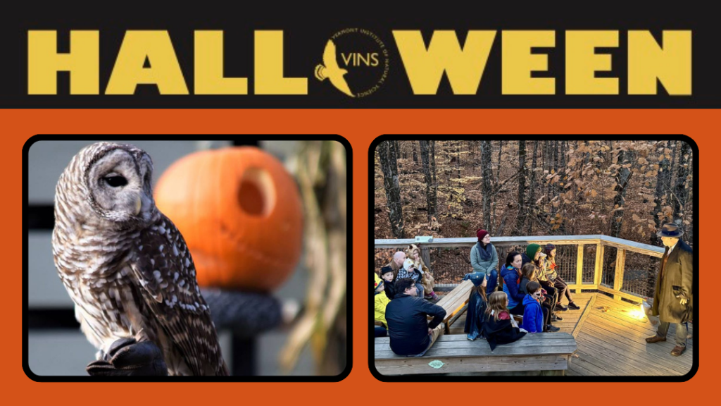 Halloween activities at VINS