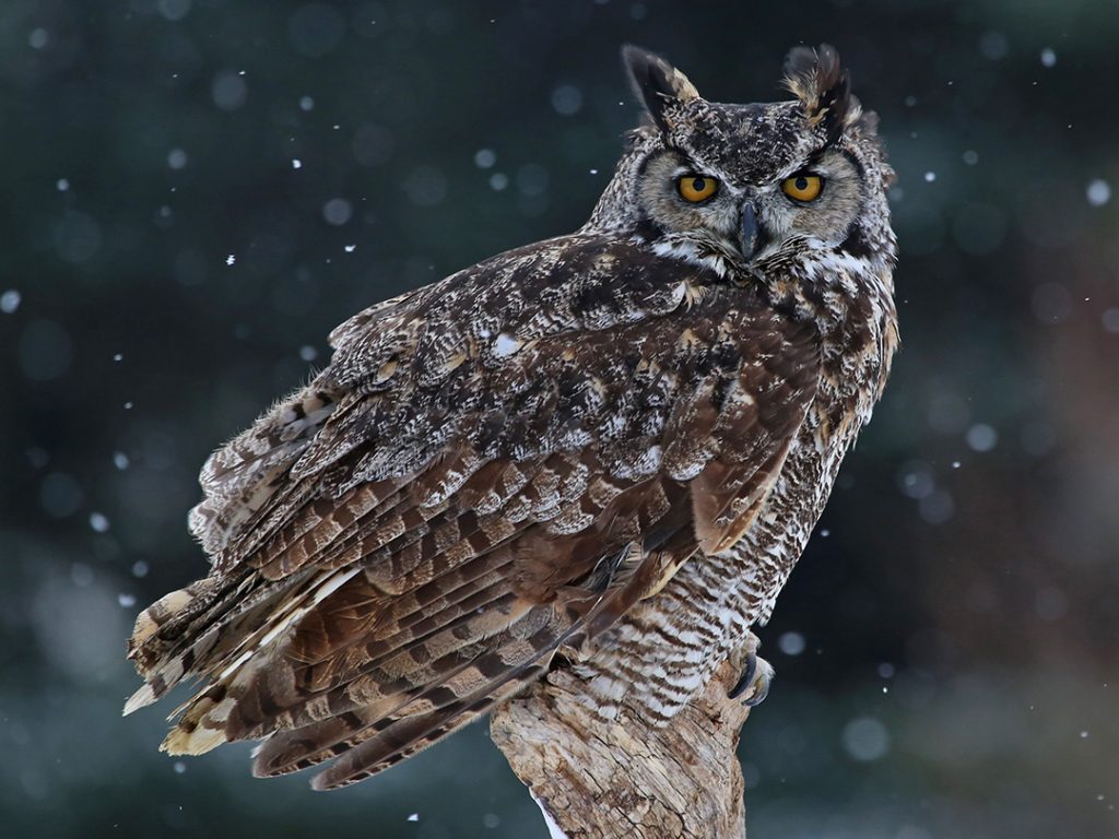 Great Horned Owl