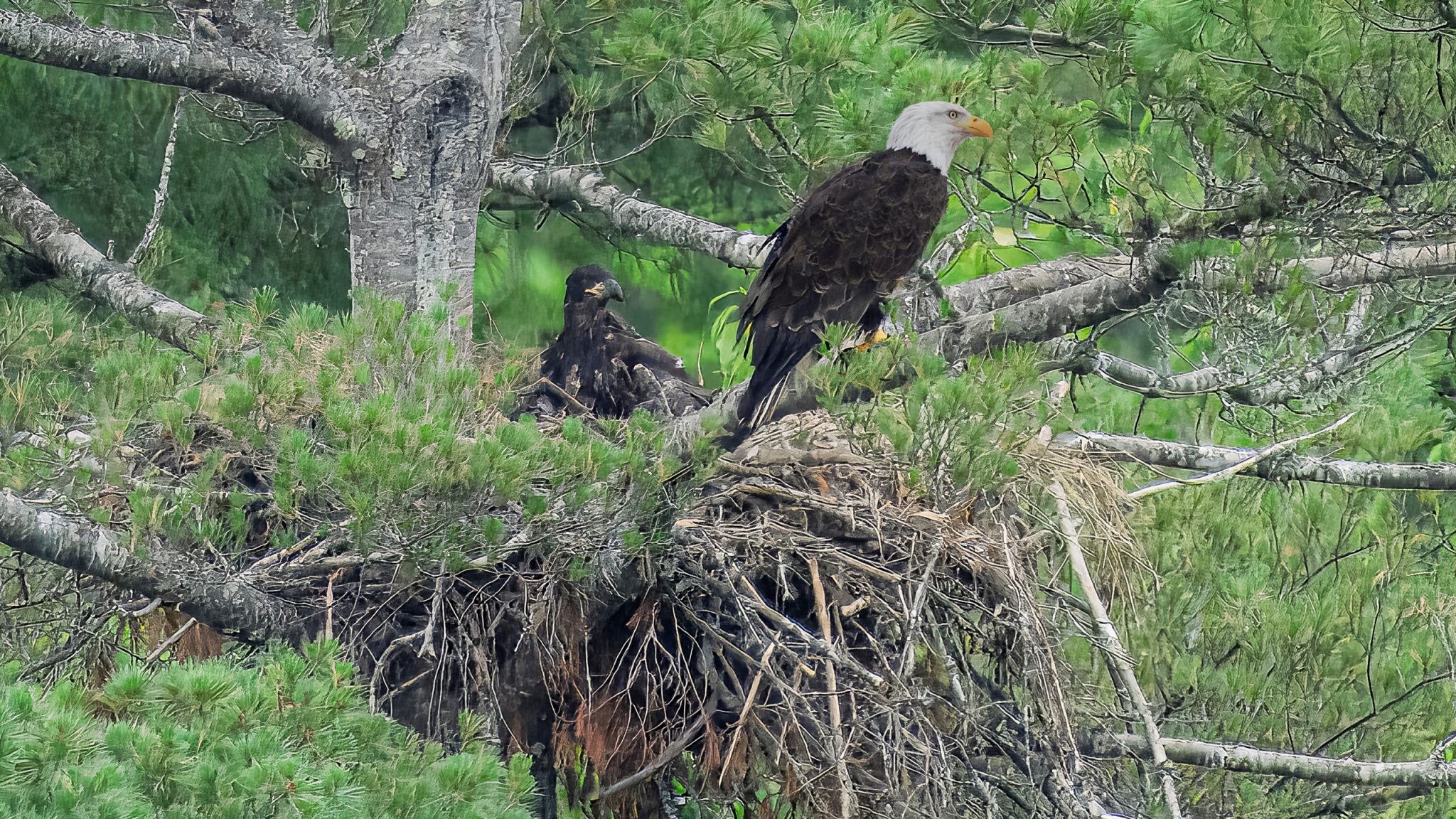 Bald Eagles