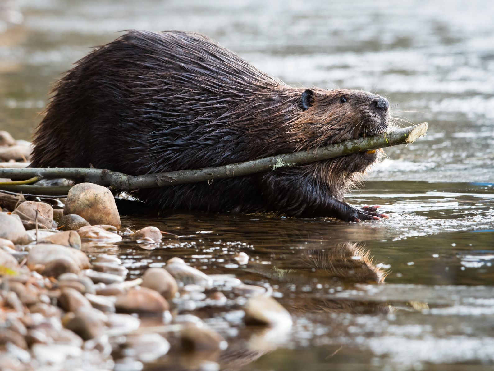 Watershed(795 x 597 px)