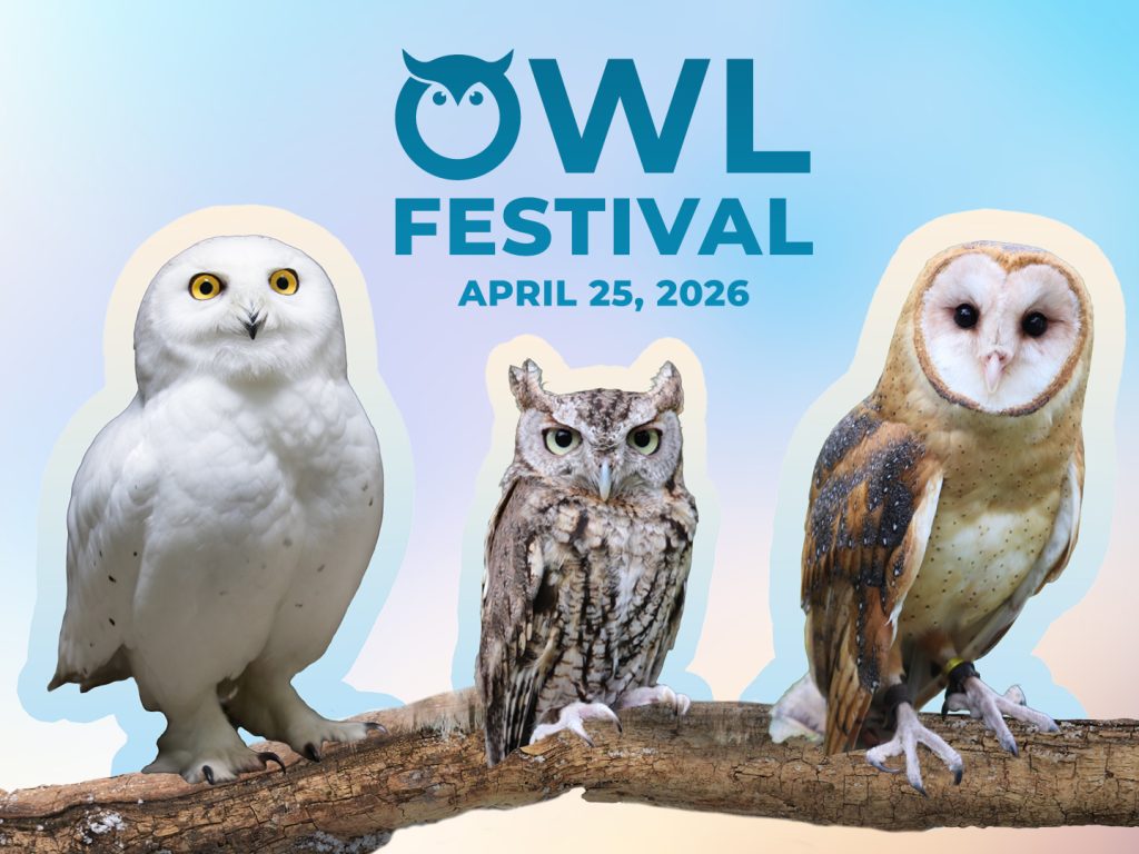 Owl Festival