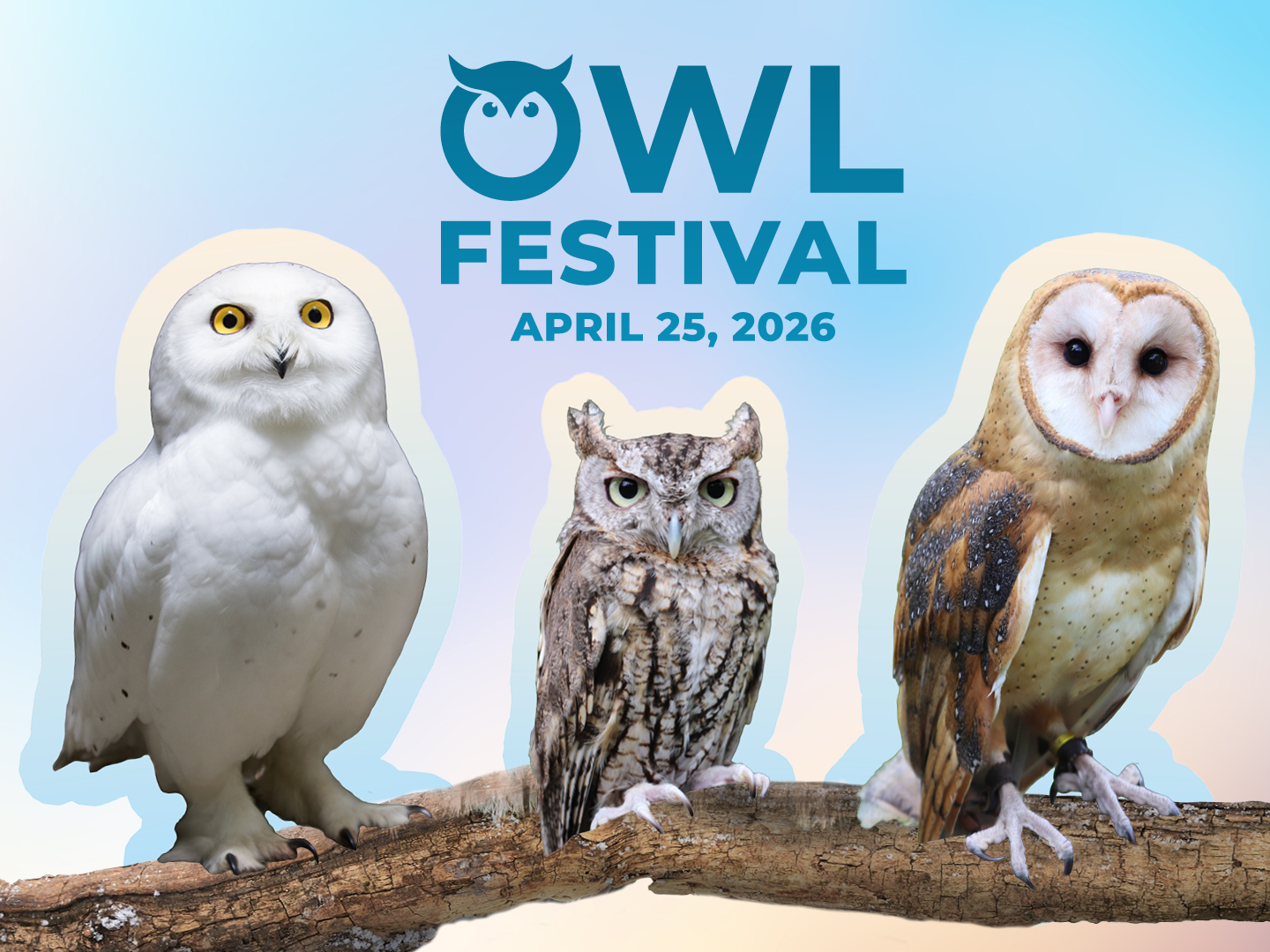 Owl Festival