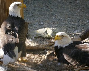 Bald Eagles