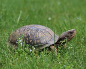 Eastern Box Turtle