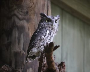 Eastern Screech Owl
