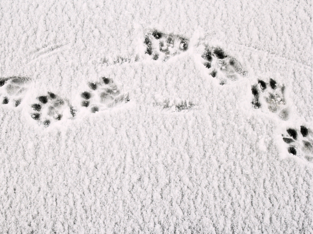 animal tracks in the snow