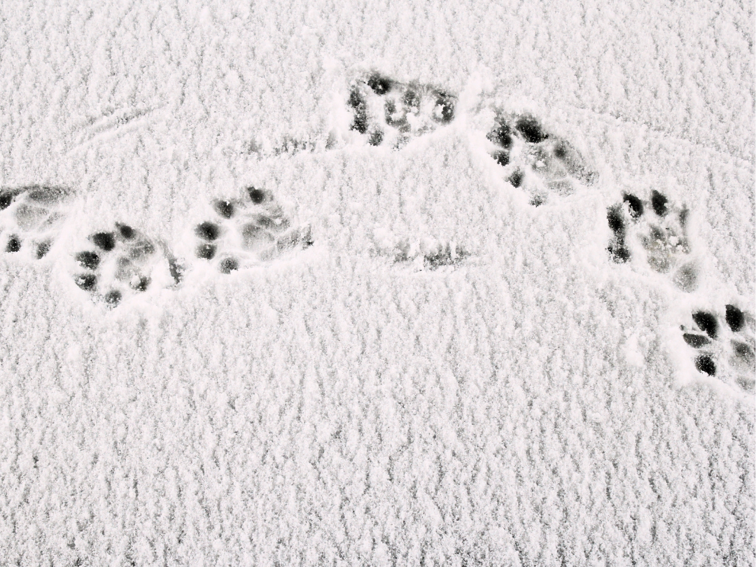 animal tracks in the snow