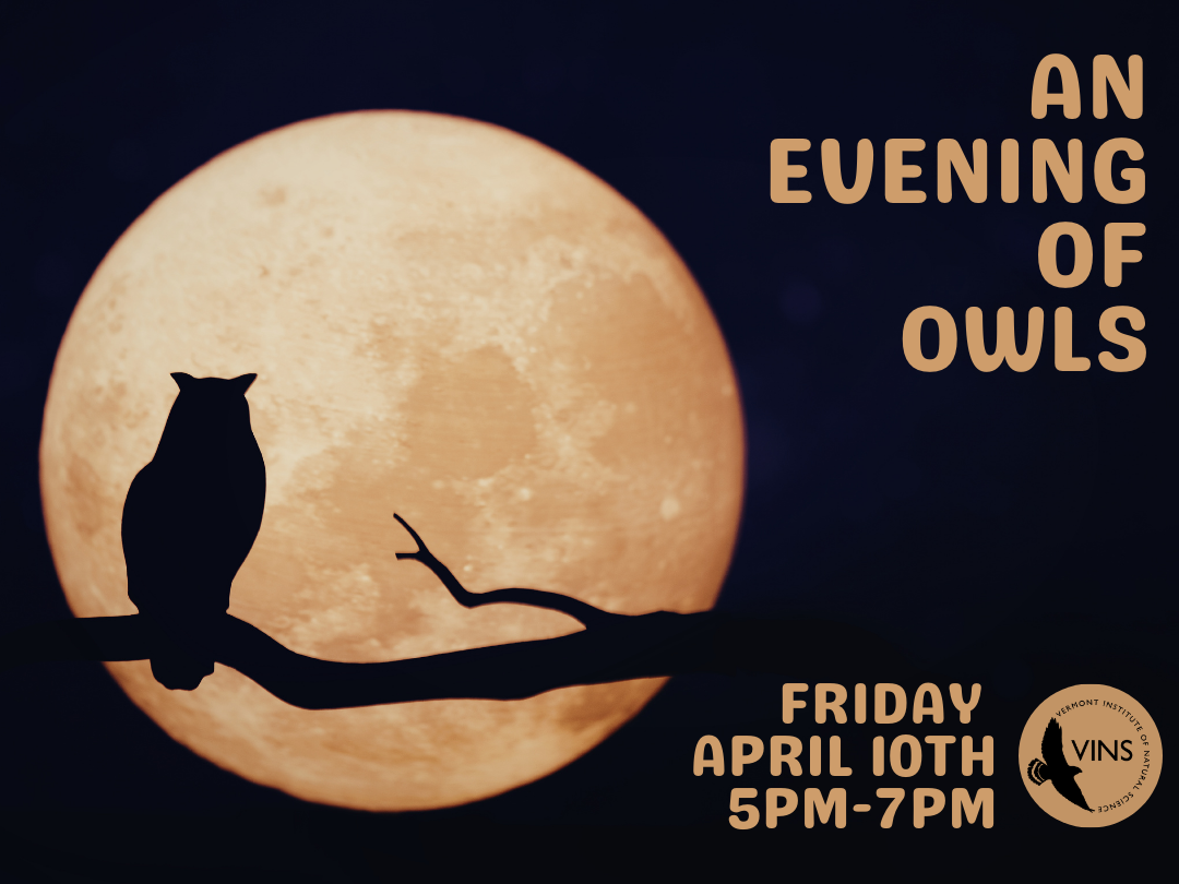 An owl in front of the Moon