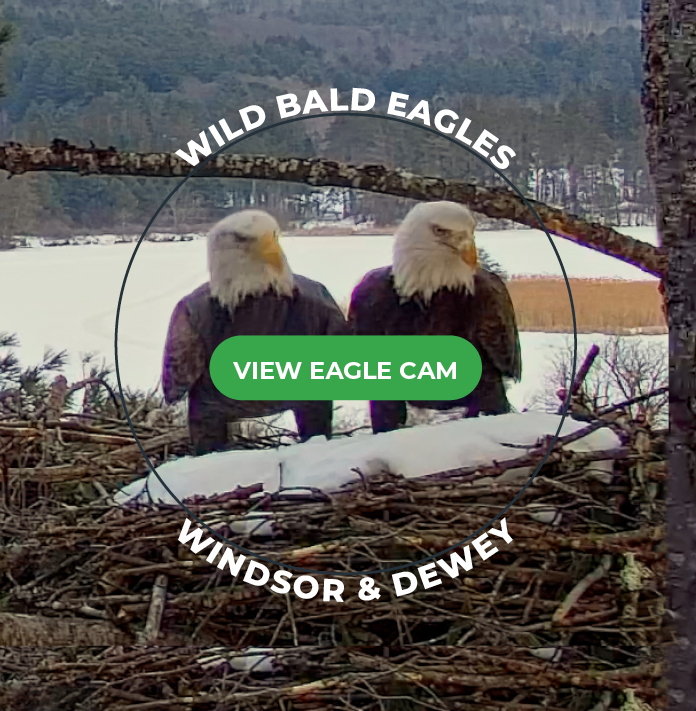 Bald-Eagles-1024x768-9