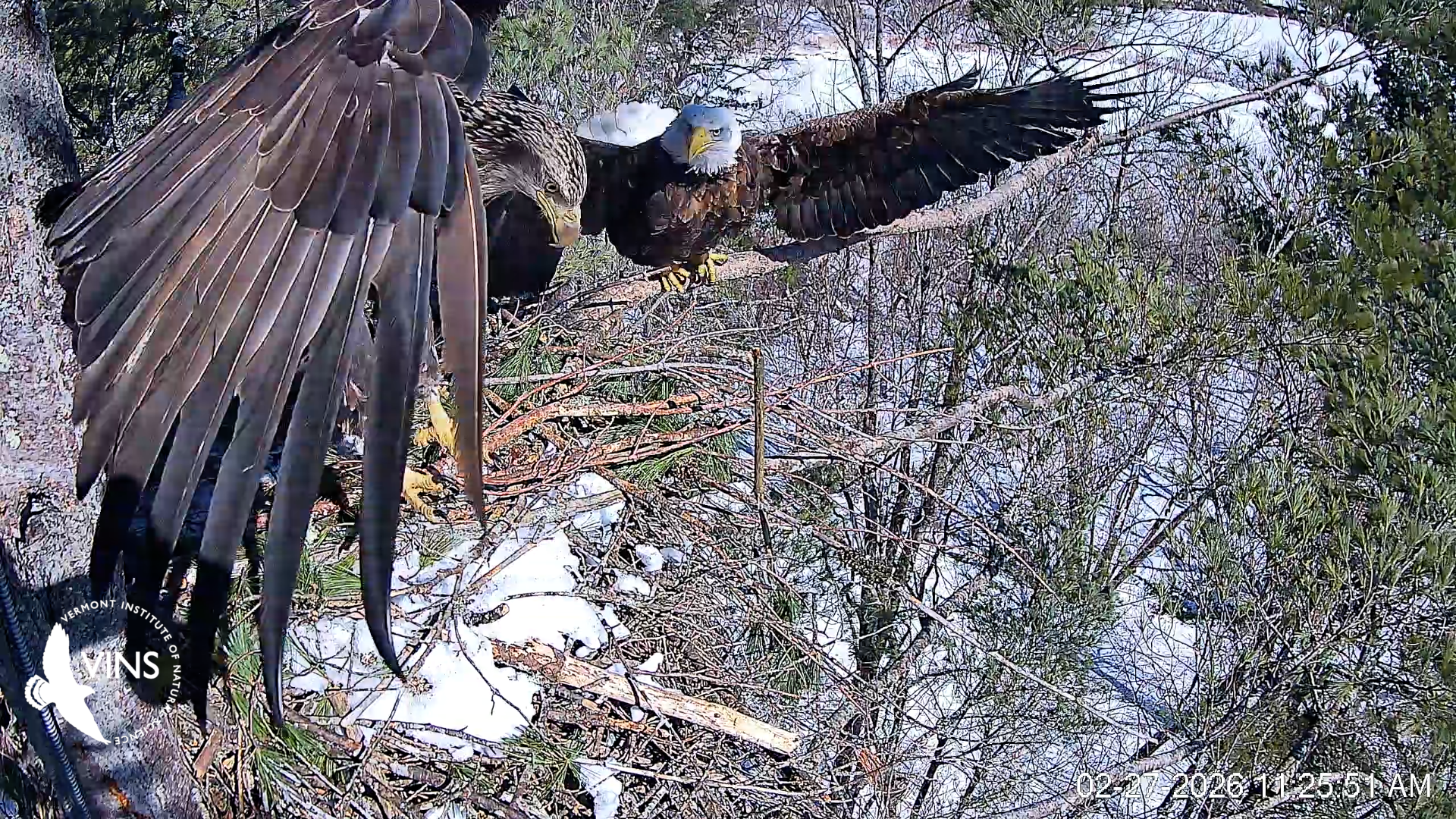 Juvenile Eagle flies past nest