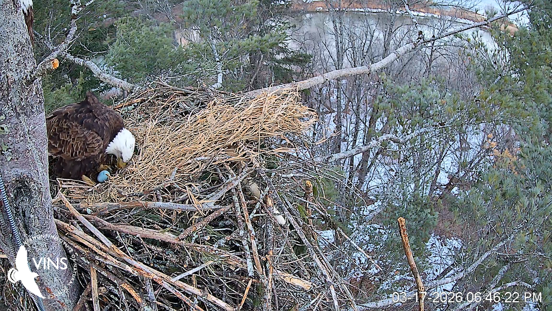 Bald Eagle lays egg