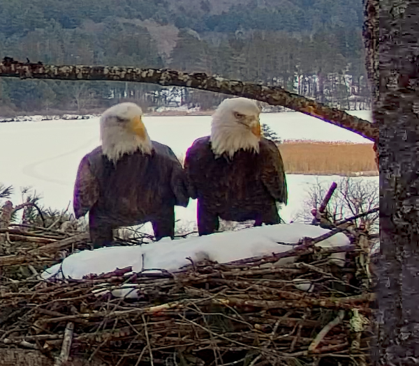 Bald Eagles