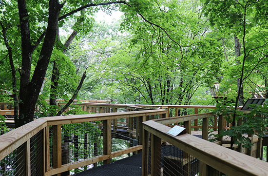 Forest Canopy Walk