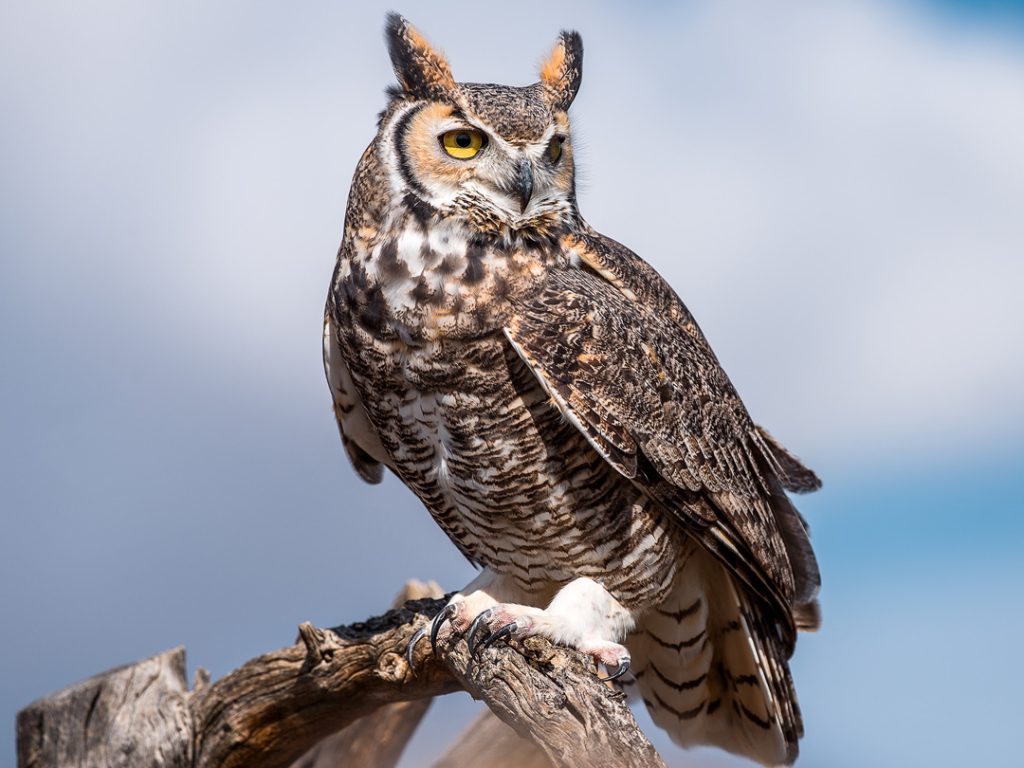 Great Horned Owl