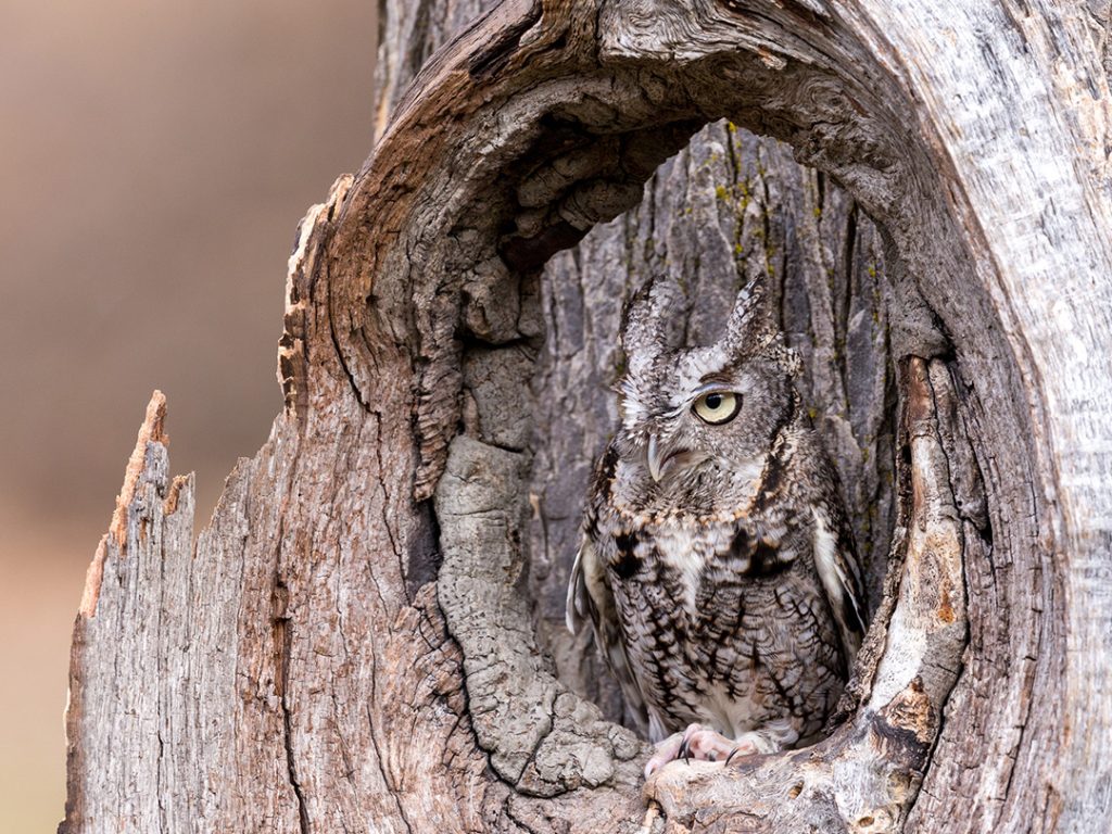 Owl in Tree