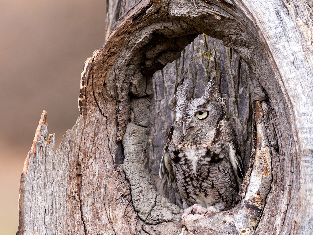 Owl in Tree