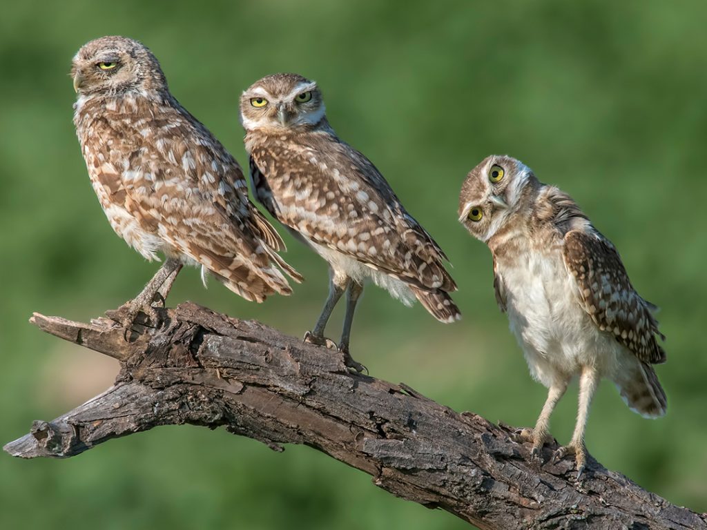 Burrowing Owls