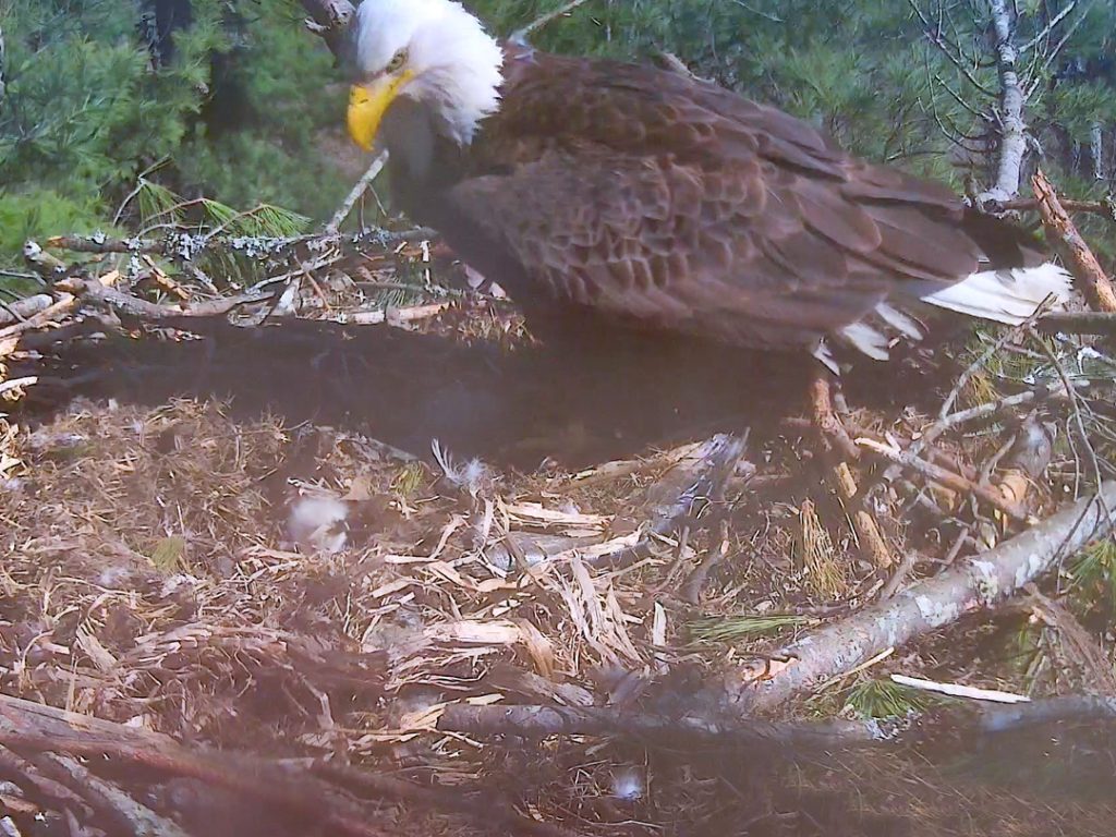 Bald Eagle with Eaglet