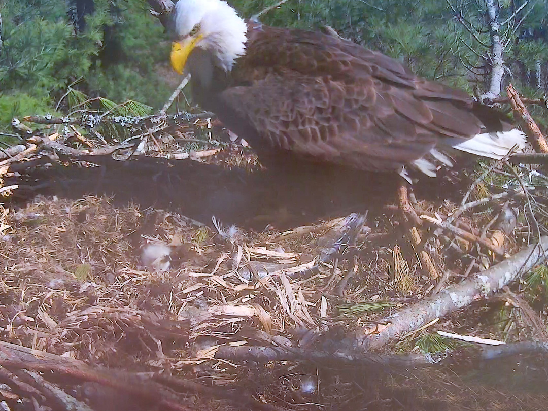 Bald Eagle with Eaglet
