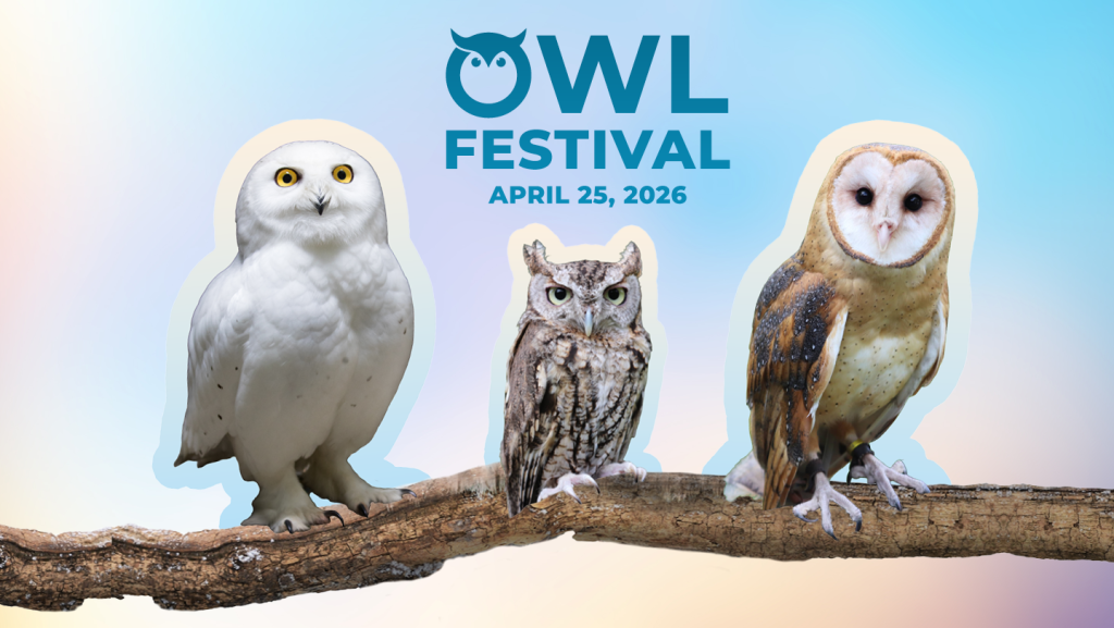 Owl Festival Image
