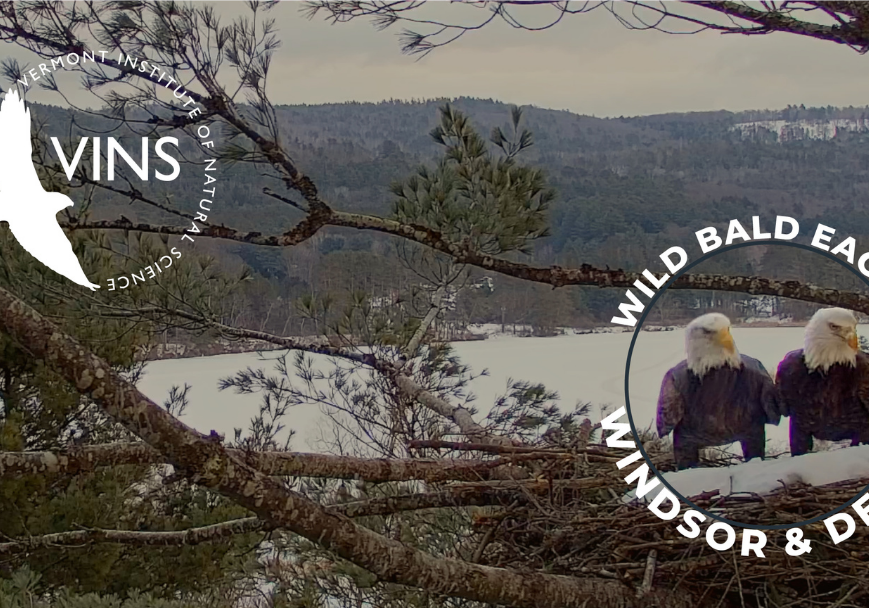 Two Bald Eagles on a Nest at the VINS Nature Center