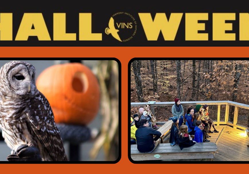 Halloween activities at VINS