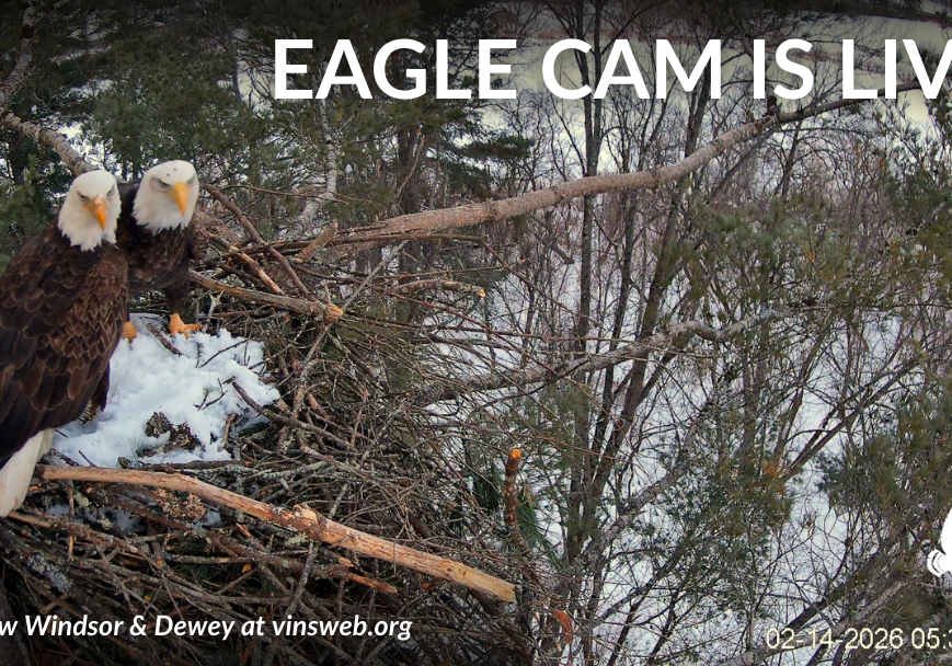 View of two Bald Eagles