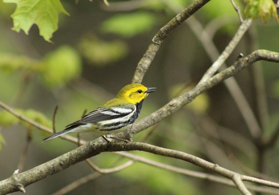 Breeding Bird Survey