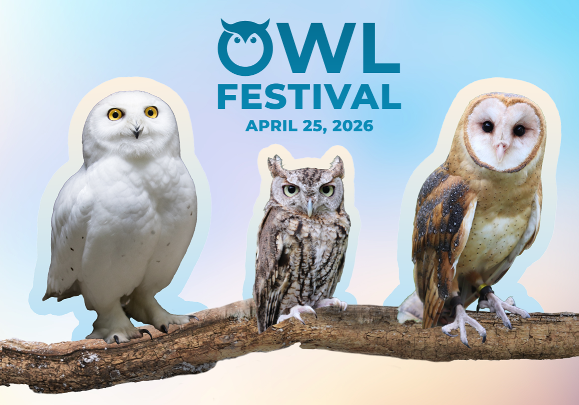 Owl Festival Image