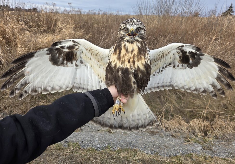 Research Annual Report